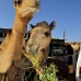 camel_embaba_cai_v_0085_egy0350.jpg